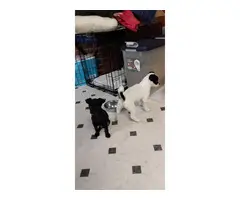 2 Chihuahuas needing new home - 1