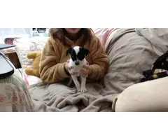 2 Chihuahuas needing new home - 3