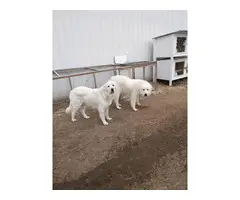 4 Great Pyrenees puppies ready for new farm