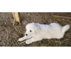 4 Great Pyrenees puppies ready for new farm - 4