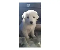 4 Great Pyrenees puppies ready for new farm - 7