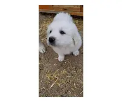 4 Great Pyrenees puppies ready for new farm - 10