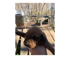 2 male and 2 female redbone coonhound puppies