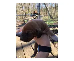 2 male and 2 female redbone coonhound puppies - 3