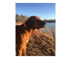 2 male and 2 female redbone coonhound puppies - 5