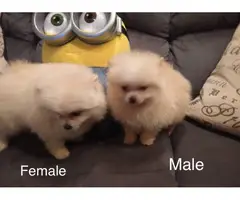 Male and female Pomeranian