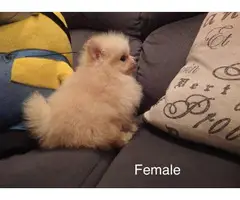 Male and female Pomeranian - 2