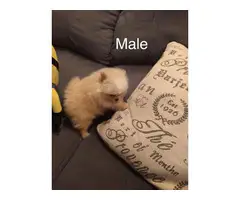 Male and female Pomeranian - 3