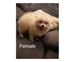 Male and female Pomeranian - 4