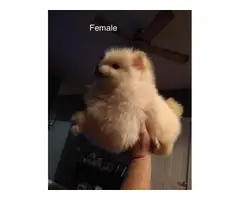 Male and female Pomeranian - 5