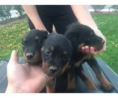 7 female 2 male Rottweiler puppies - 1