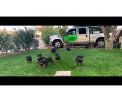 7 female 2 male Rottweiler puppies - 2
