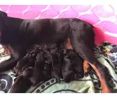 7 female 2 male Rottweiler puppies - 7
