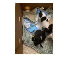 2 male Chihuahua puppies to good home - 3