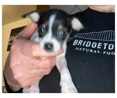 2 male Chihuahua puppies to good home - 4
