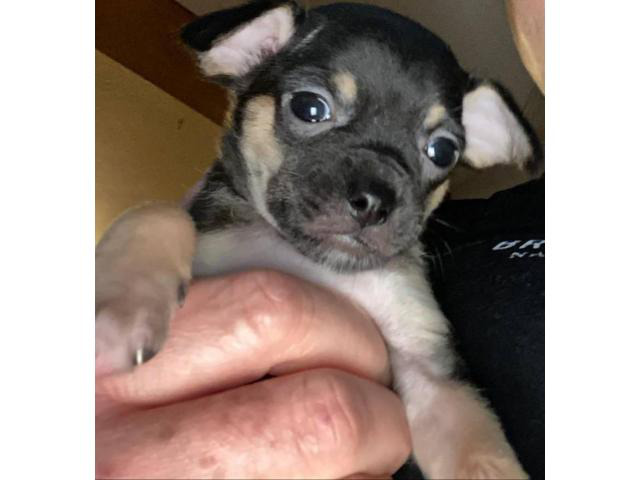 2 male Chihuahua puppies to good home Portland Puppies