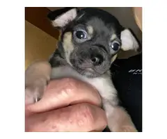 2 male Chihuahua puppies to good home - 5