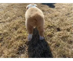 8 week old Purebred English shepherd puppy - 4