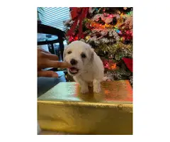 Maltipoo Puppies Male only
