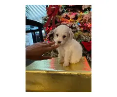 Maltipoo Puppies Male only - 2
