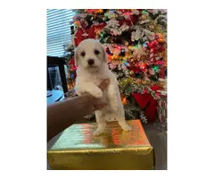 Maltipoo Puppies Male only - 3