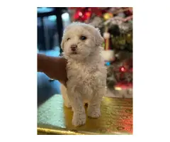 Maltipoo Puppies Male only - 4