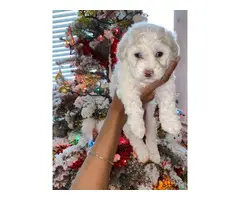Maltipoo Puppies Male only - 5