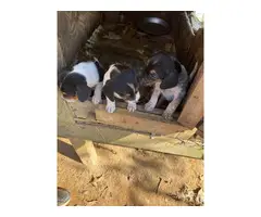 3 males, 2 females Beagle puppies for rehoming