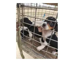 3 males, 2 females Beagle puppies for rehoming - 2