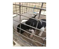 3 males, 2 females Beagle puppies for rehoming - 3