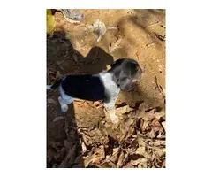 3 males, 2 females Beagle puppies for rehoming - 7