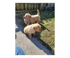 AKC Golden Retriever 2 males and 2 females
