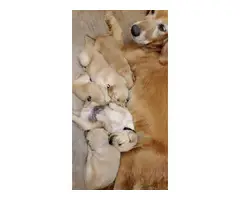 AKC Golden Retriever 2 males and 2 females - 3