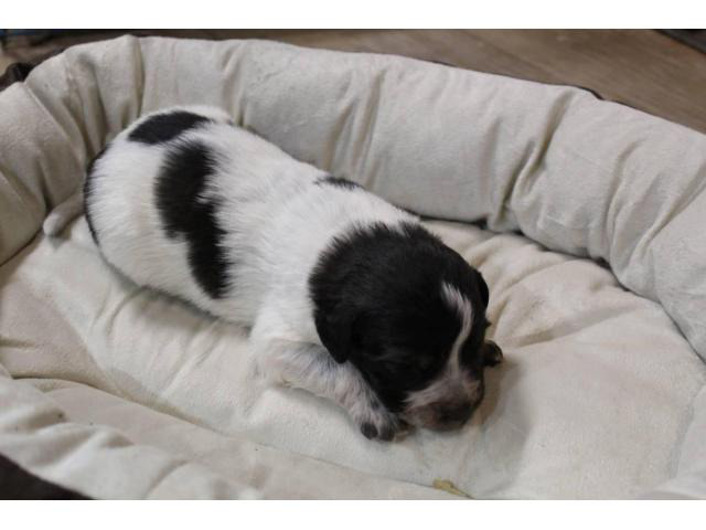 3 male Karakachan puppies for sale Sale Creek - Puppies for Sale Near Me