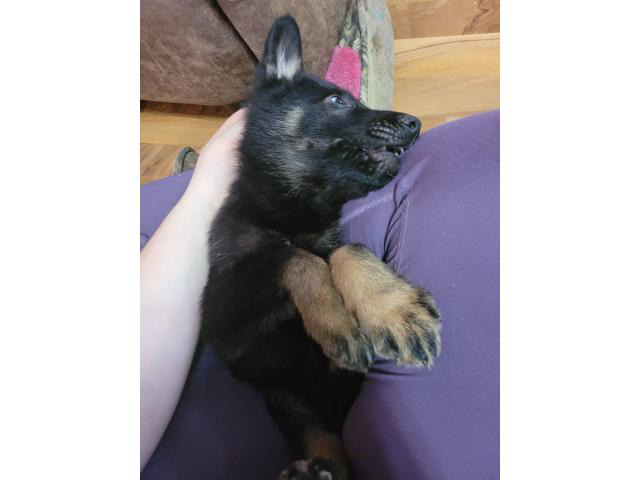 German shepherd puppies for adoption in Cassville ...