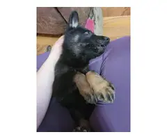 German shepherd puppies for adoption - 4