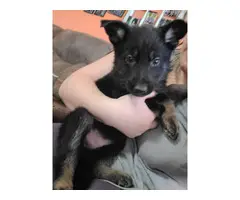 German shepherd puppies for adoption - 5