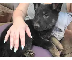 German shepherd puppies for adoption - 6
