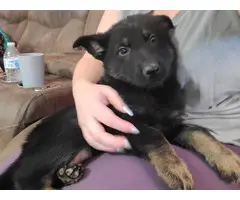 German shepherd puppies for adoption - 7