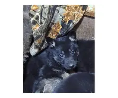 German shepherd puppies for adoption - 8