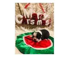 4 full blooded Boston Terriers for sale