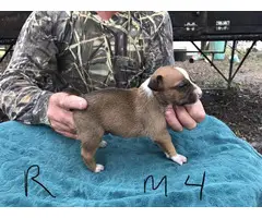 4 male Feist Puppies available