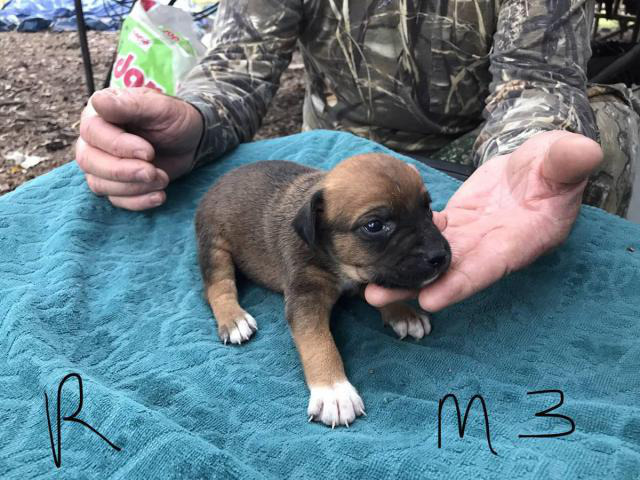 feist puppies for sale in mississippi