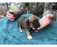 4 male Feist Puppies available
