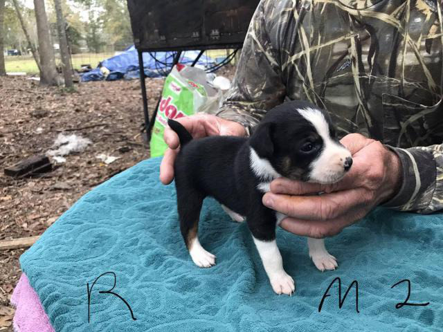 feist puppies for sale in nc