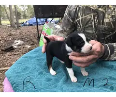 4 male Feist Puppies available