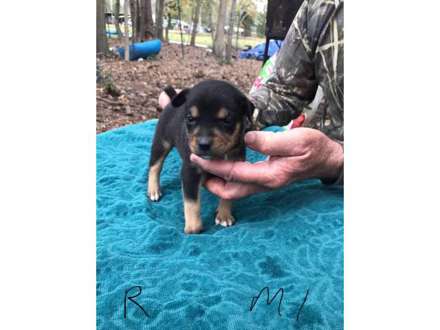 buy mountain feist puppies in maryland