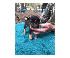 4 male Feist Puppies available
