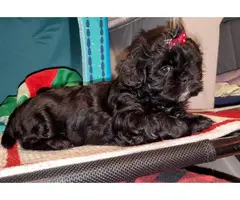 5 adorable Shihtzu puppies for sale