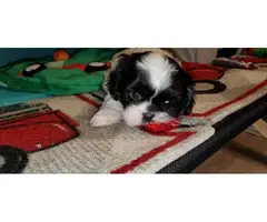 5 adorable Shihtzu puppies for sale - 2